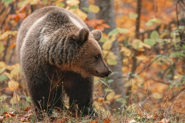 Beautiful brown bear in the forest during autumn wildlife photography