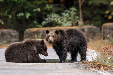 Two brown bears cubs playing in the water wildlife photography