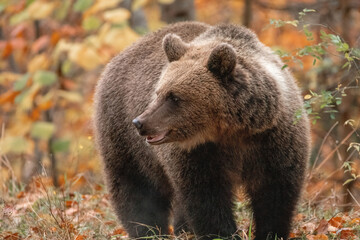 Beautiful brown bear in the forest during autumn wildlife photography