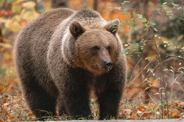 Beautiful brown bear in the forest during autumn wildlife photography