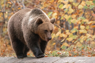 Fototapeta premium Beautiful brown bear in the forest during autumn wildlife photography
