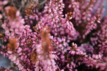 A close-up shot of vibrant heather against a dark background showcases its vivid colors and...