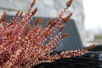 A close-up of vibrant heather against a bright background brings out its richness and texture.