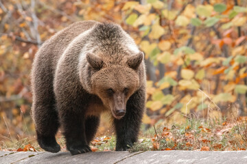 Fototapeta premium Beautiful brown bear in the forest during autumn wildlife photography