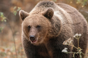 Amazing brown bear portrait in wilderness wildlife photography