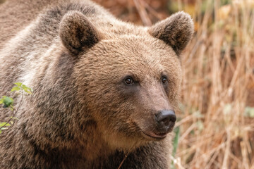Amazing brown bear portrait in wilderness wildlife photography