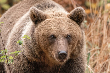Amazing brown bear portrait in wilderness wildlife photography