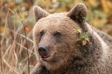 Amazing brown bear portrait in wilderness wildlife photography