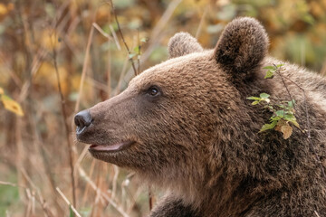 Amazing brown bear portrait in wilderness wildlife photography
