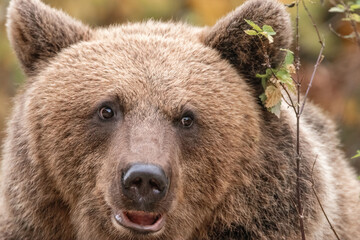 Amazing brown bear portrait in wilderness wildlife photography - obrazy, fototapety, plakaty