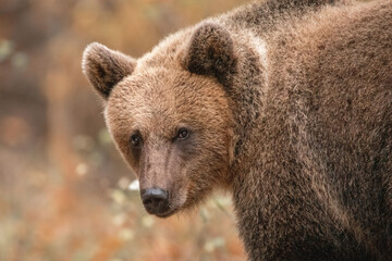 Amazing brown bear portrait in wilderness wildlife photography