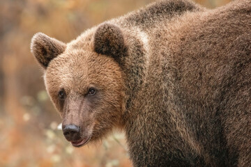 Amazing brown bear portrait in wilderness wildlife photography
