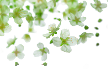 Blurry Flying Blossoms on Transparent