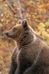Beautiful brown bear in the forest during autumn wildlife photography