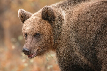 Amazing brown bear portrait in wilderness wildlife photography