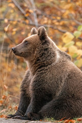 Beautiful brown bear in the forest during autumn wildlife photography