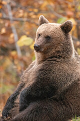 Beautiful brown bear in the forest during autumn wildlife photography