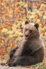 Beautiful brown bear in the forest during autumn wildlife photography