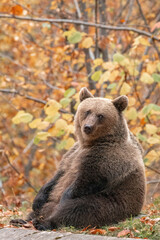 Beautiful brown bear in the forest during autumn wildlife photography