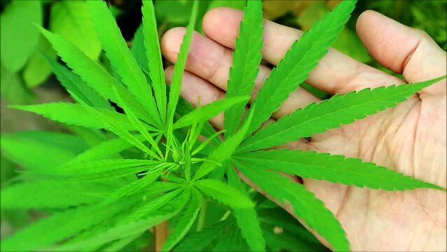 Footage of Vibrant Green Cannabis Leaves Grown as Houseplant
