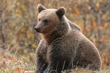 Beautiful brown bear in the forest during autumn wildlife photography