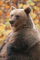 Beautiful brown bear in the forest during autumn wildlife photography