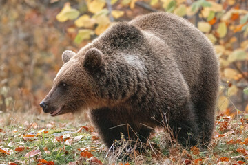 Beautiful brown bear in the forest during autumn wildlife photography