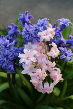 Blue And Pink Hyacinth