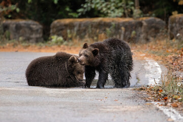 Two brown bears cubs playing in the water wildlife photography