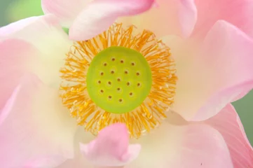 Fototapeten Lotus flower Thailand © Richard