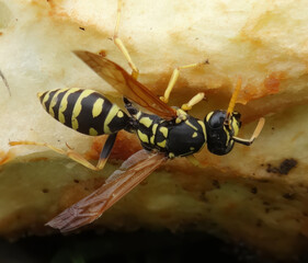 The wasp is enjoying an apple nibble