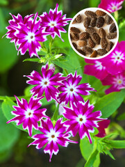 Close-up view of fresh blooming phlox flowers named Twinkling Stars and its seeds on summer day. Growing flowers on dacha or park. Gardening as hobby. Floral background. Flat lay, top view, collage