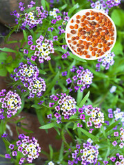 Violet fragrant flowers Lobularia or alissum and its seeds on summer day. Growing flowers on dacha or city park. Gardening as a hobby. Floral background. Flat lay, top view, close-up, collage