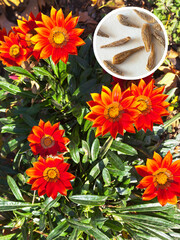 Close-up view of fresh blooming gazania orange flowers of daisy family and its seeds on summer day. Growing flowers on dacha or park. Gardening as hobby. Floral background. Flat lay, top view, collage