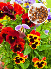 Close-up view of fresh blooming pansy flowers or viola and its seeds on summer day. Growing flowers on dacha or city park. Gardening as a hobby. Floral background. Flat lay, top view, collage