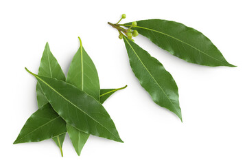 Fresh Laurel leaves isolated on white background. Green bay leaf. Top view. Flat lay.