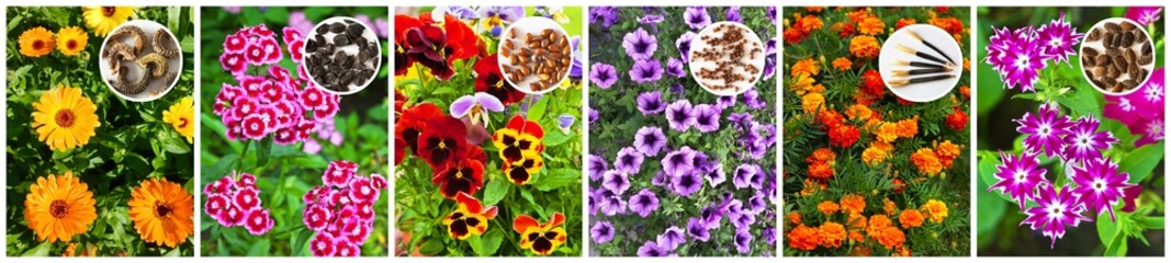 Collage of set of popular garden flowers and their seeds before planting: calendula, Turkish carnation, pansies, petunias, marigolds and phlox. Gardenin as hobby. Spring garden work consept. Banner