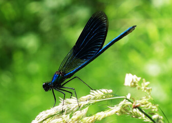 Territorial dragonfly in the natural environment