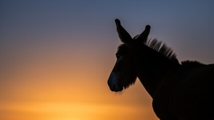 Silhouette of donkey on sunset sky. - 767110538
