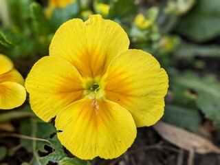 Fototapeta premium yellow flower