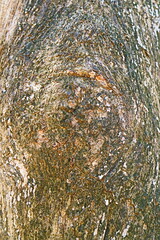 texture of a tree