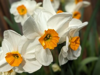 white narcissus flower