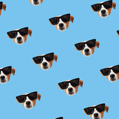 Obraz premium Set of cute Jack Russell Terrier dog with sunglasses. Funny collection head pattern of happy puppy, isolated on colorful background for print