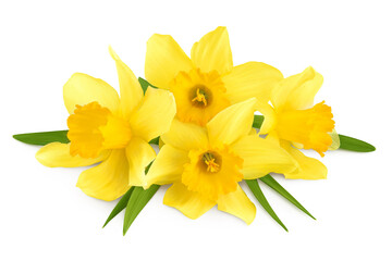 Fototapeta na wymiar Daffodil flower or narcissus isolated on white background with full depth of field