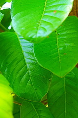 Green leaves background 