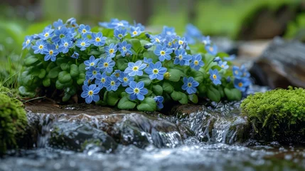 Küchenrückwand glas motiv Blue flowers bloom by stream on rocky ground, enhancing natural landscape © yuchen