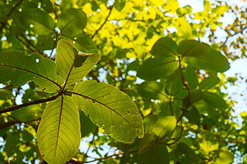 Green fresh leaves background 