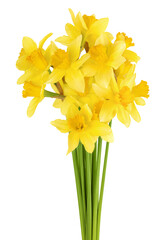 Daffodil flower or narcissus isolated on white background with full depth of field