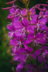 Fototapeta premium purple flowers