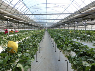 Strawberry plants in greenhouse